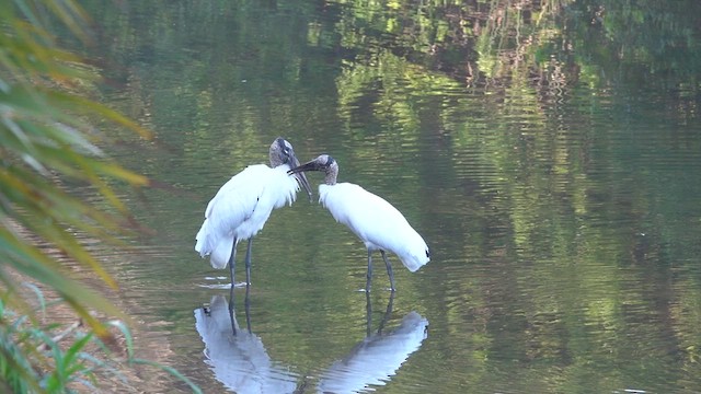 Wood Stork - ML537489761