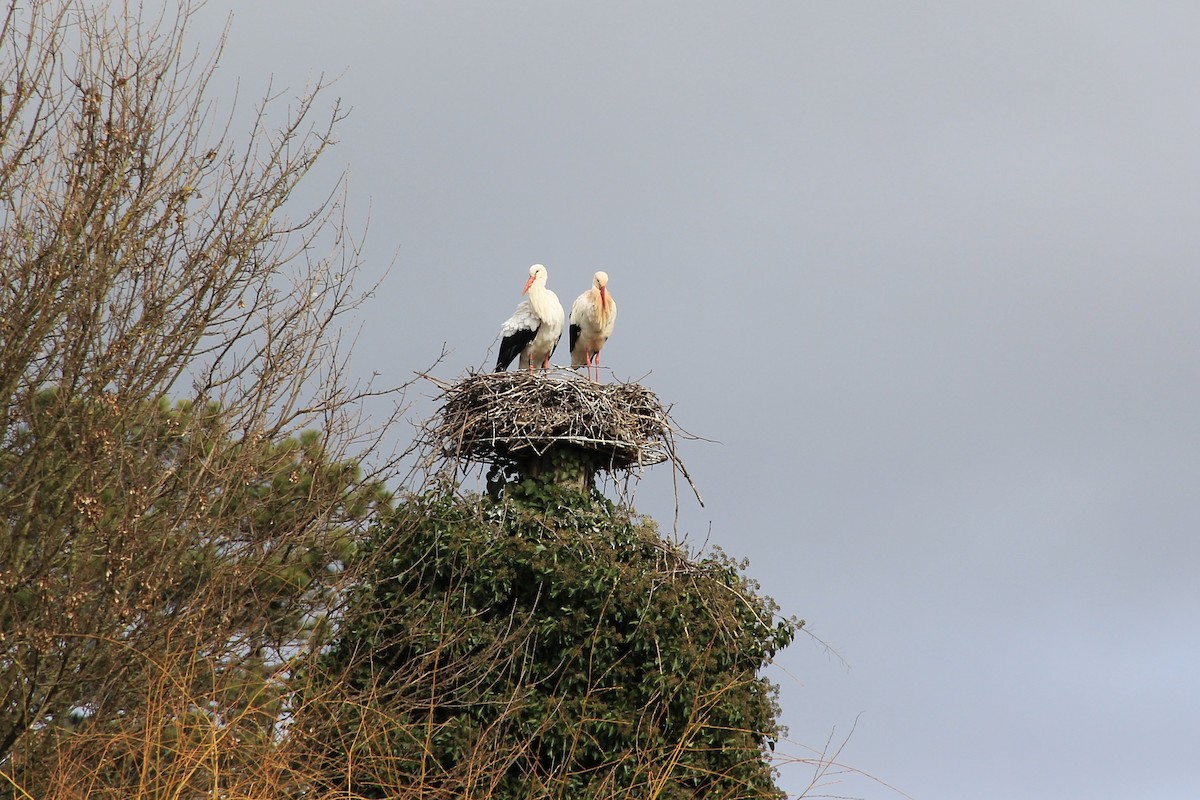 White Stork - Anthony  Popiel