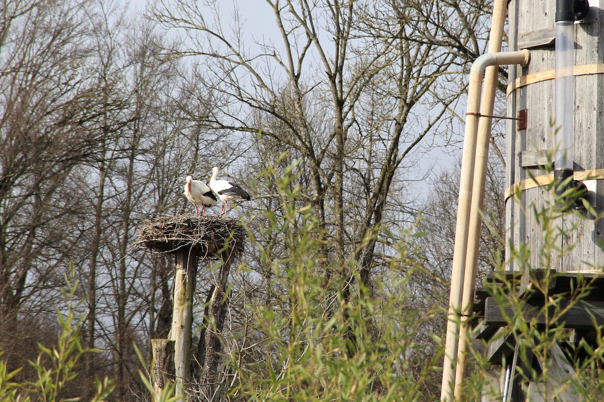 White Stork - Anthony  Popiel