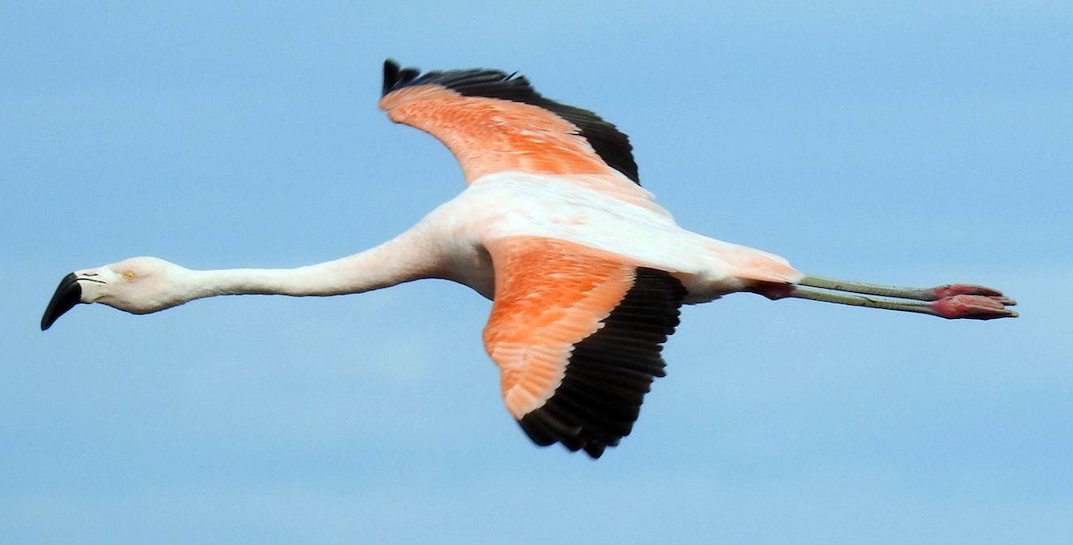 Chilean Flamingo - ML537490941