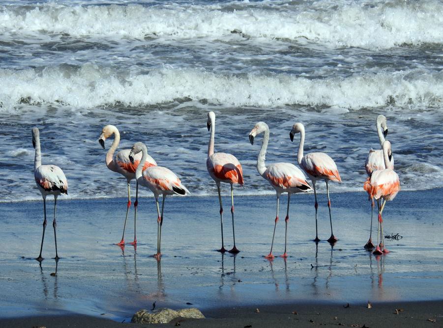 plameňák chilský - ML537490951