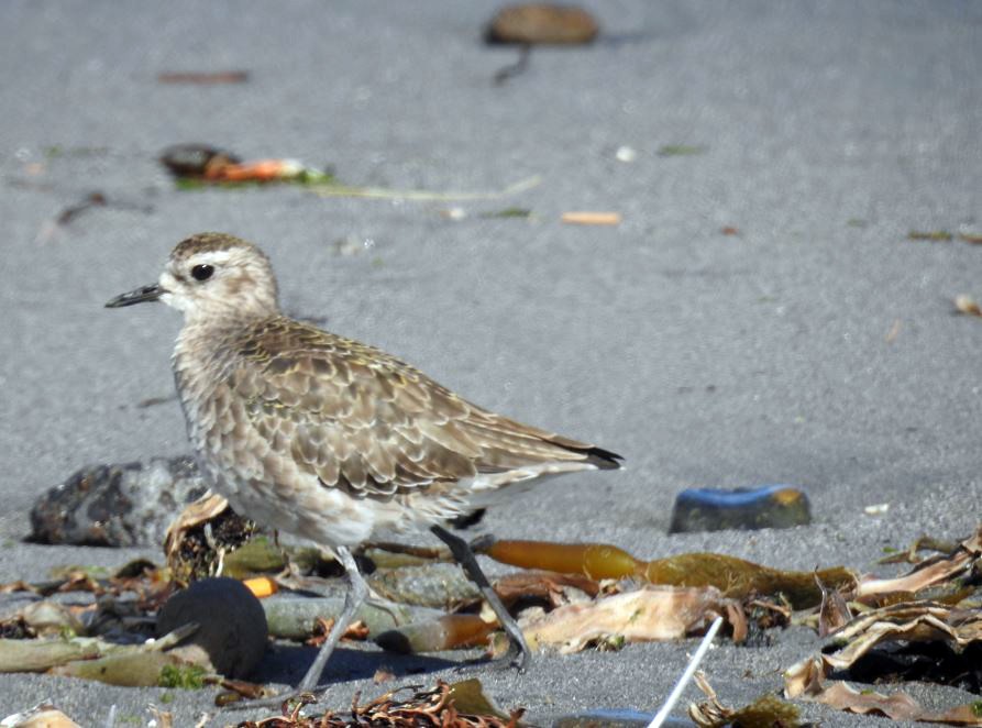 American Golden-Plover - ML537490981