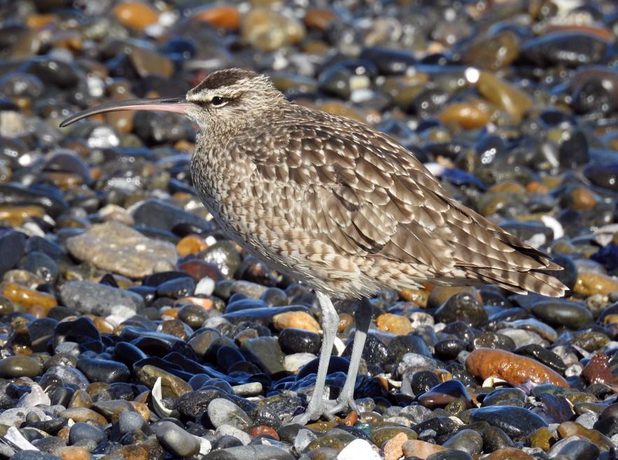 Sürmeli Kervançulluğu (phaeopus) - ML537491141