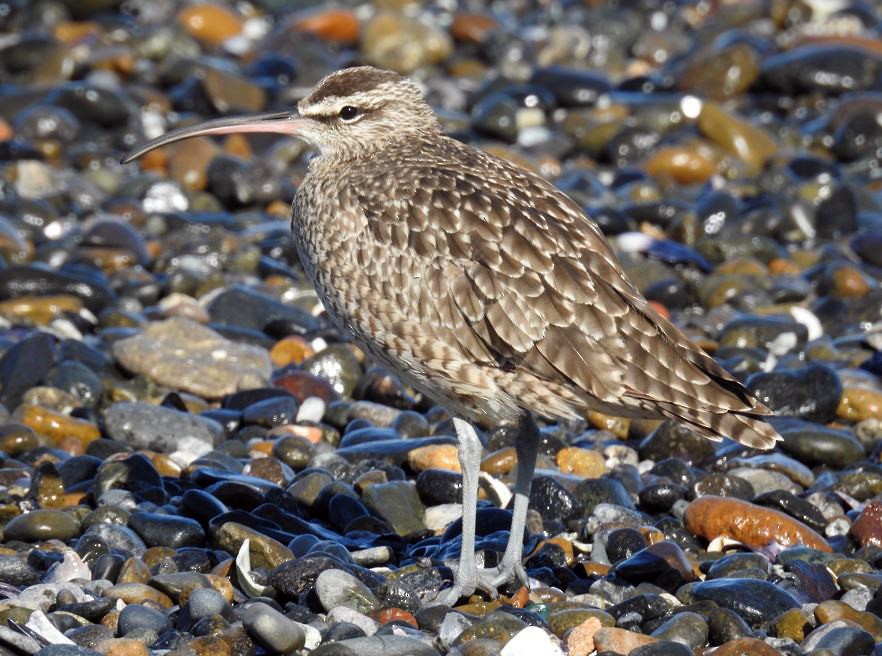 Whimbrel (European) - ML537491151