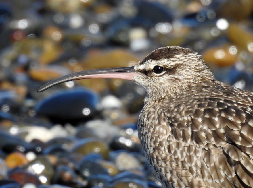 koliha hudsonská - ML537491161