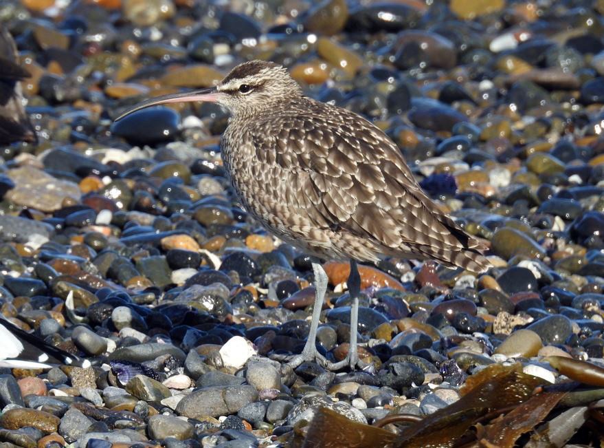 チュウシャクシギ（phaeopus） - ML537491171