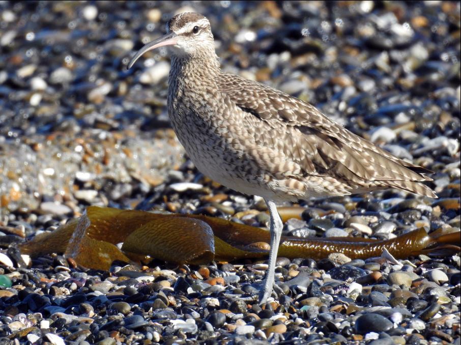 Кульон середній (підвид phaeopus) - ML537491181