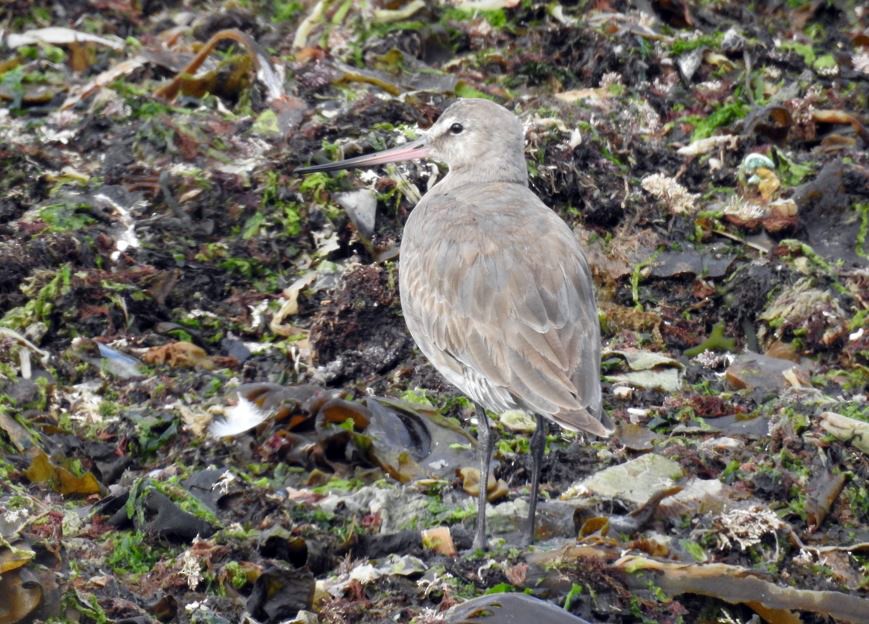 Hudsonian Godwit - ML537491281