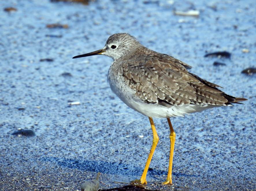 vodouš žlutonohý - ML537491391