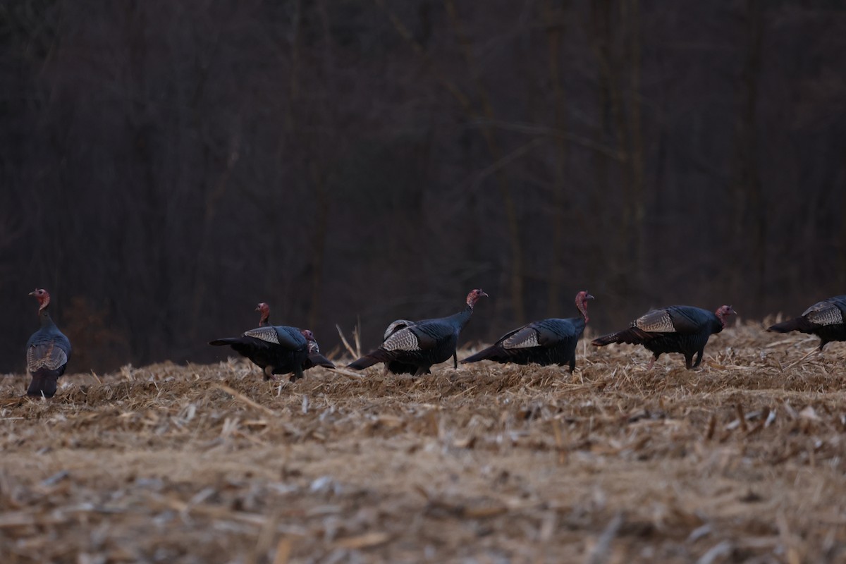 Wild Turkey - ML537491421