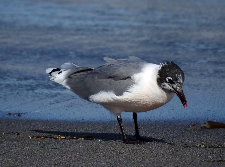 Franklin's Gull - ML537491471