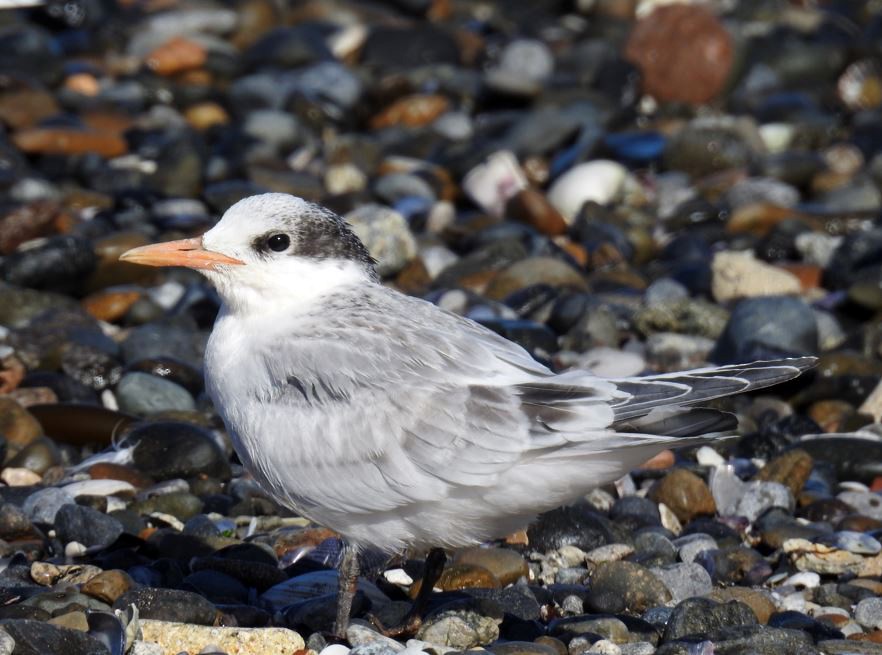 Sandwich Tern - Marcio Kerbage