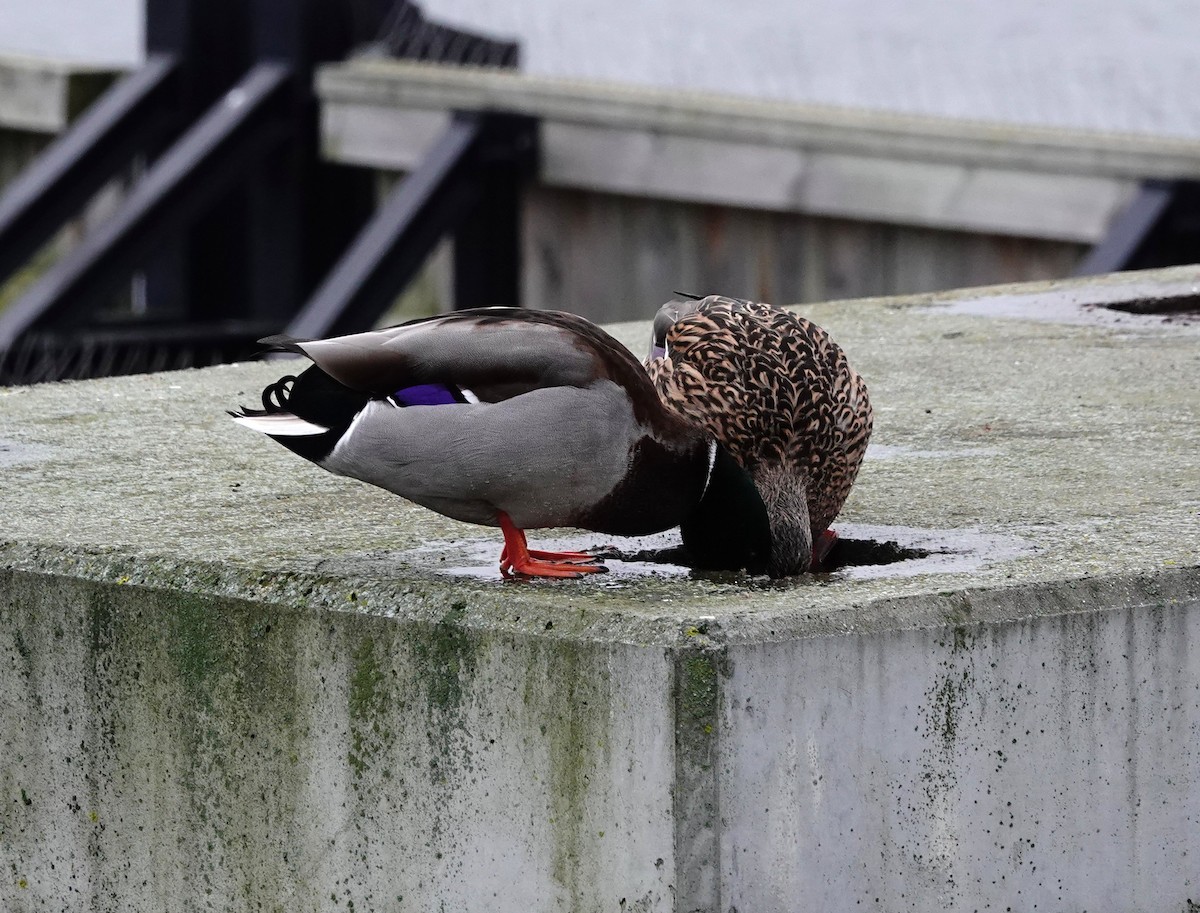 Mallard - Denis Dujardin