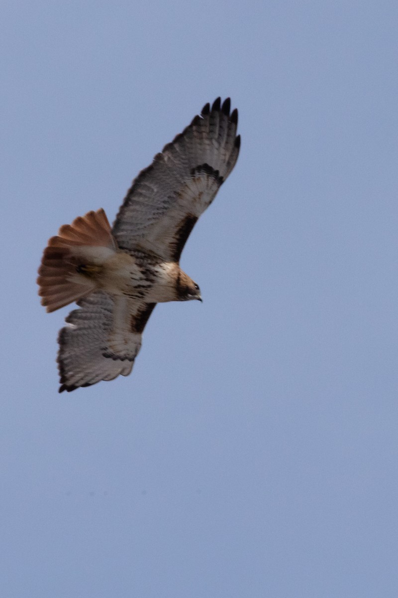 Red-tailed Hawk - ML537491711