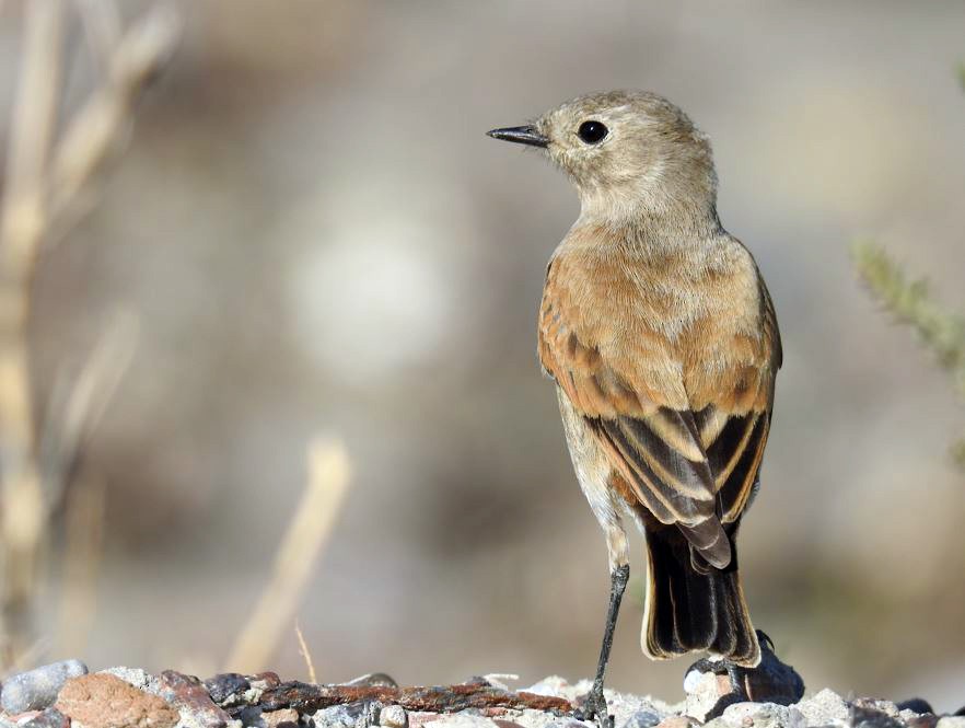 Austral Negrito - ML537491861