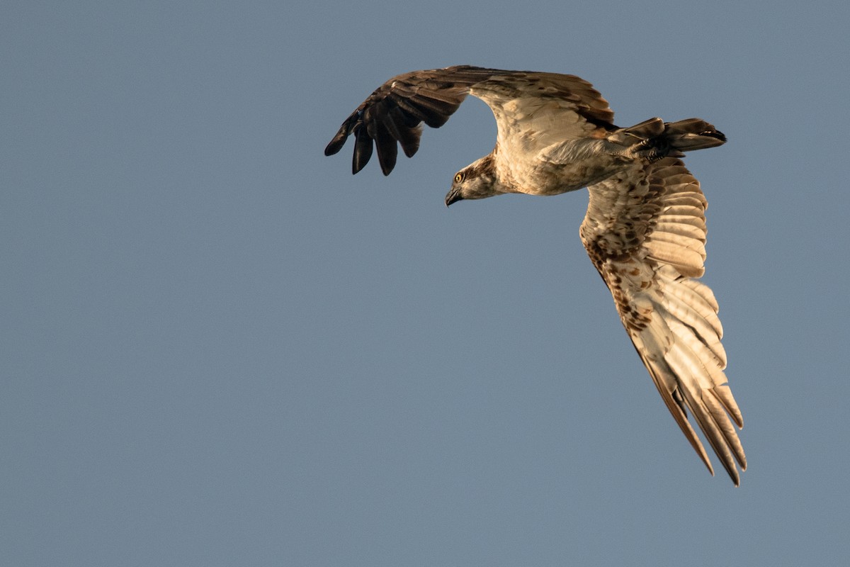 Águila Pescadora (haliaetus) - ML537492051