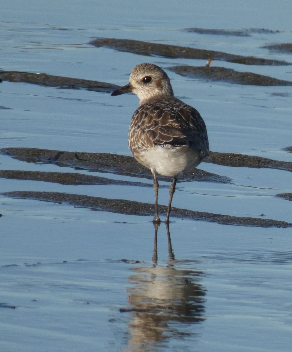 Black-bellied Plover - Jim Mott