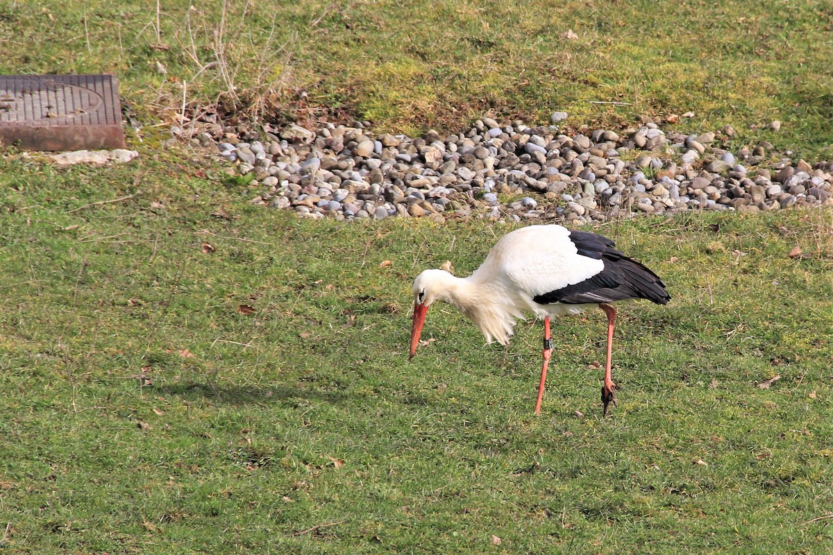 Cigogne blanche - ML537493041