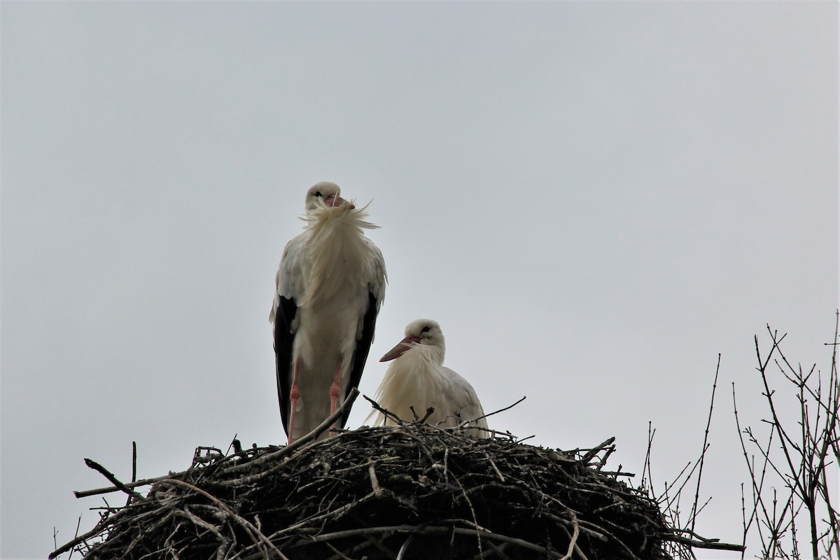 White Stork - Anthony  Popiel