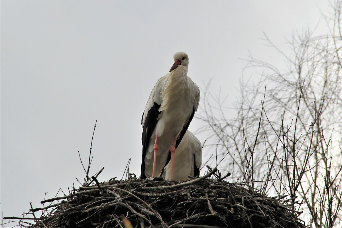 White Stork - Anthony  Popiel