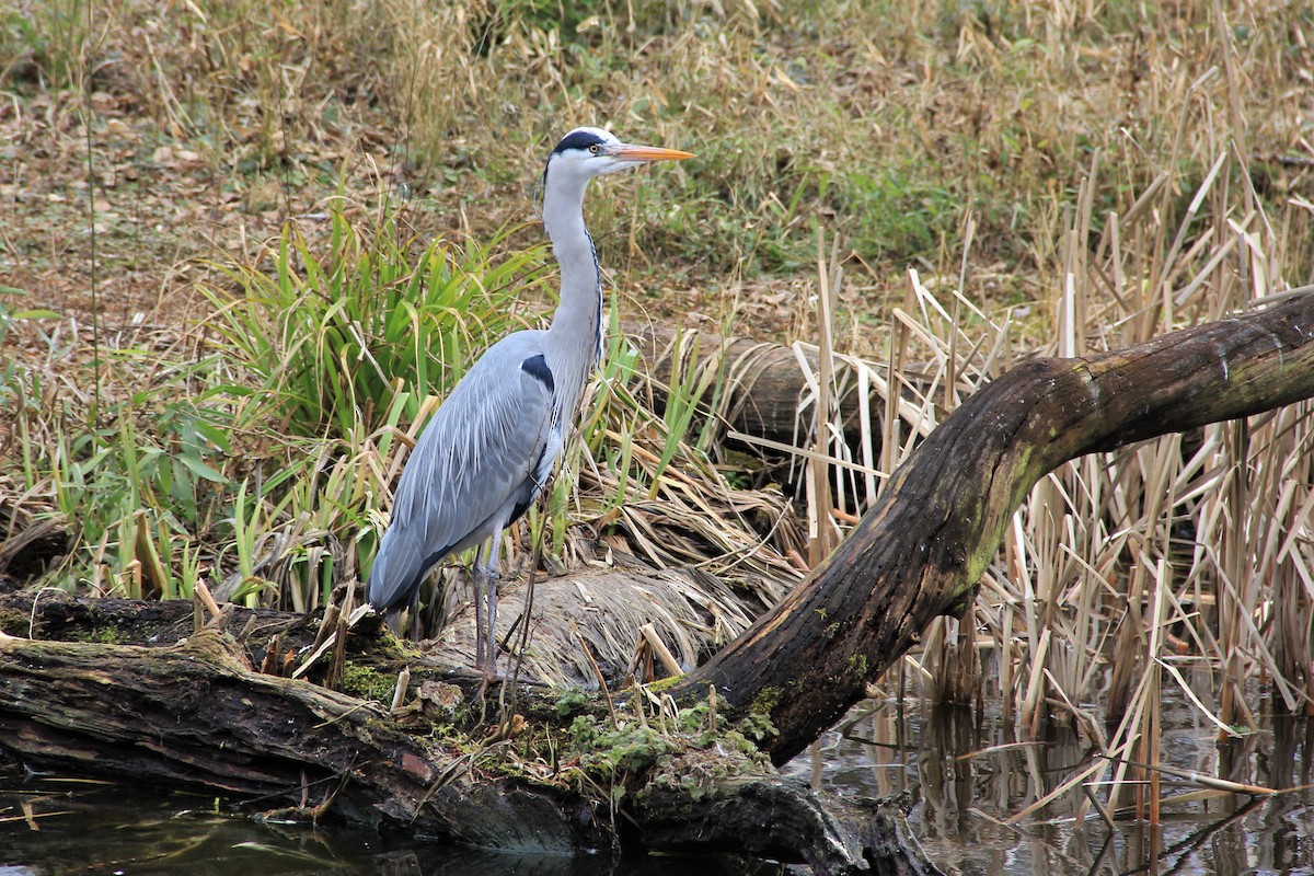 Gray Heron - Anthony  Popiel