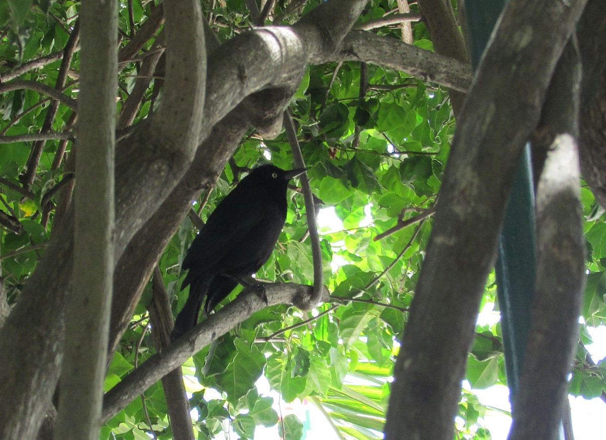 Carib Grackle - Eduardo Freitez Gassán