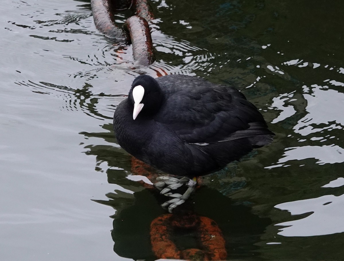 Eurasian Coot - ML537494181