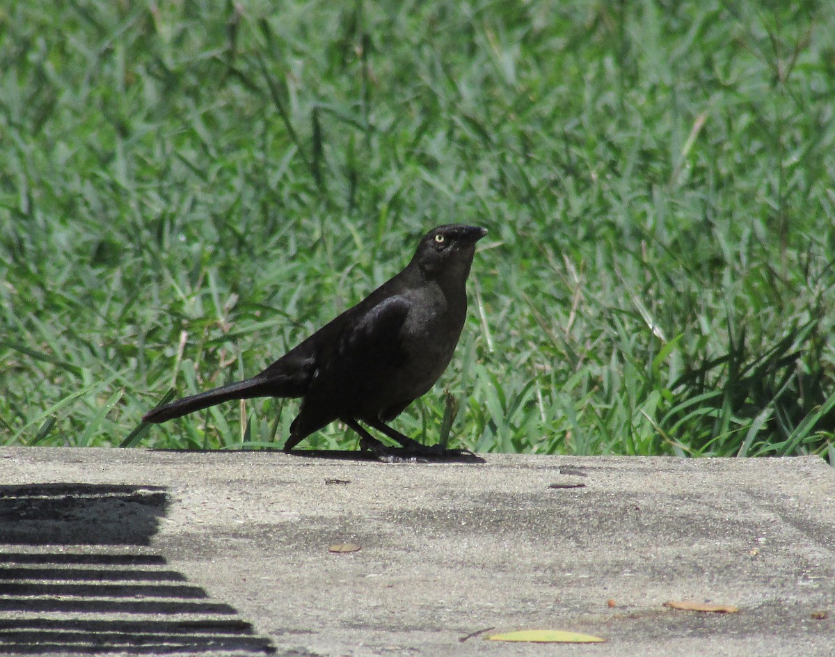 Carib Grackle - Eduardo Freitez Gassán