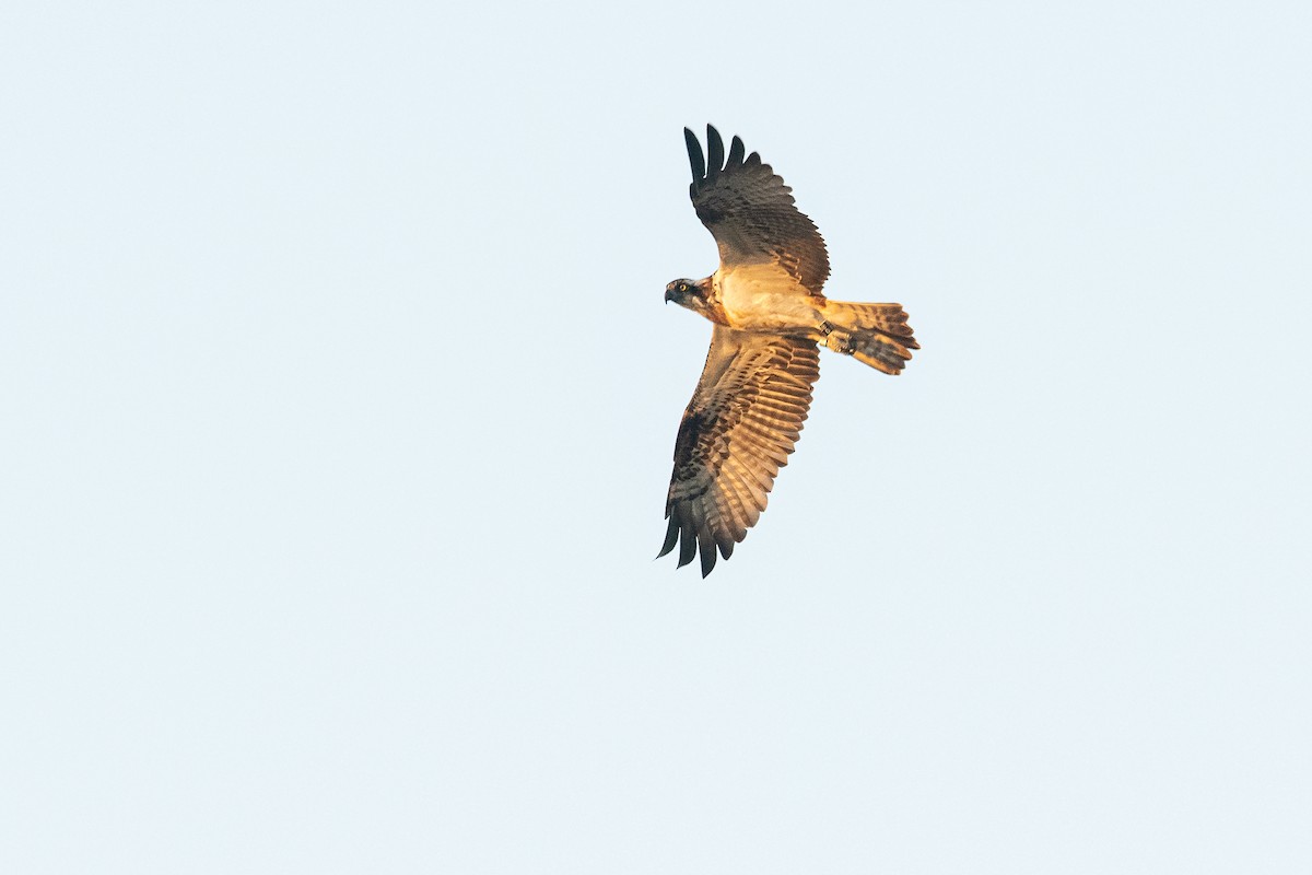 Águila Pescadora (haliaetus) - ML537495901