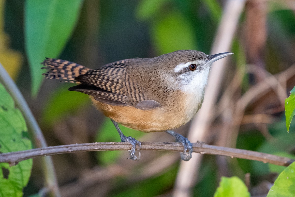 Buff-breasted Wren - Anthony Batista