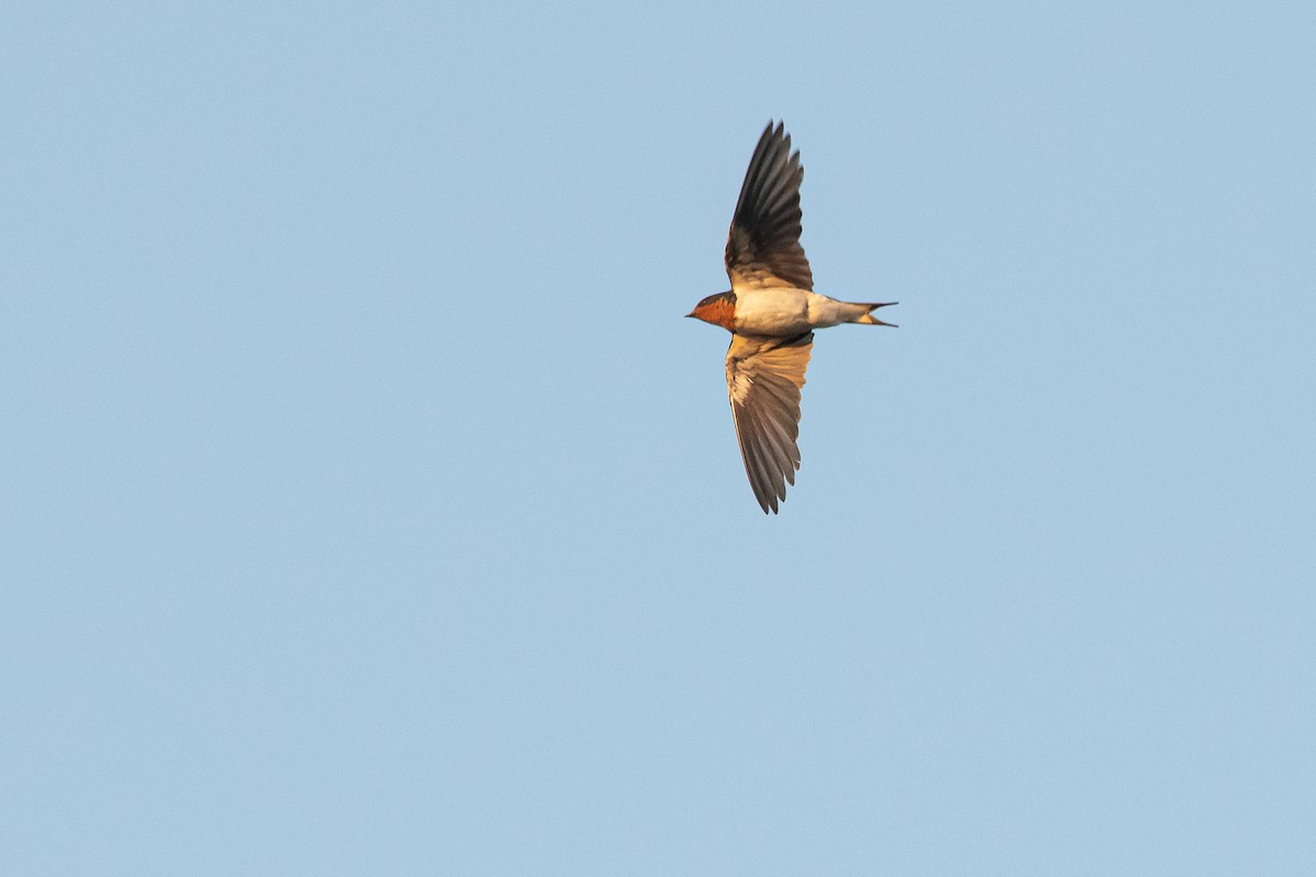 Golondrina de Guinea - ML537497821