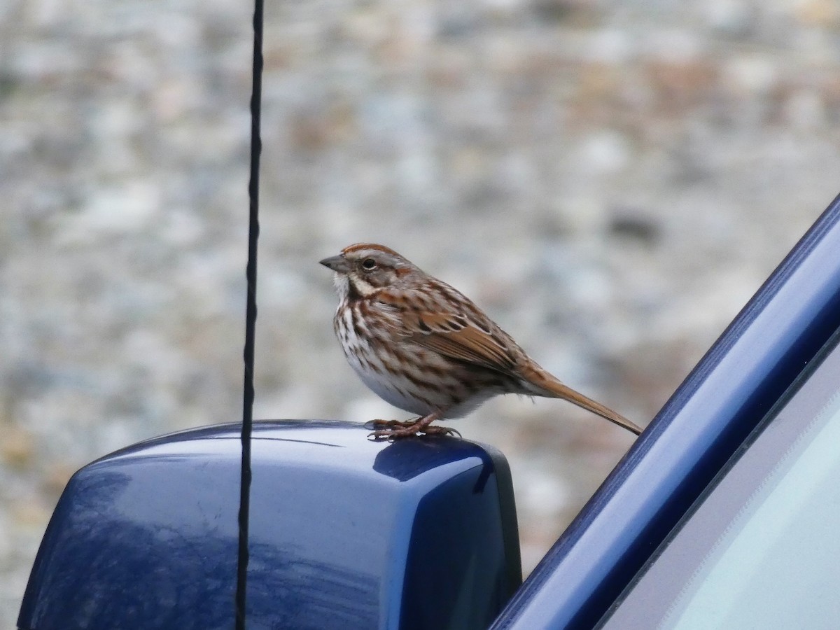 Song Sparrow - Graeme Spinks
