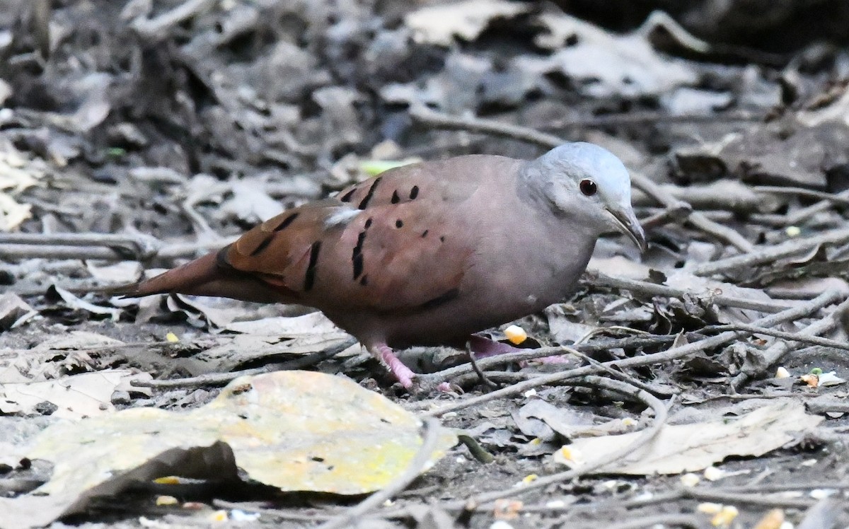 Ruddy Ground Dove - ML537499151