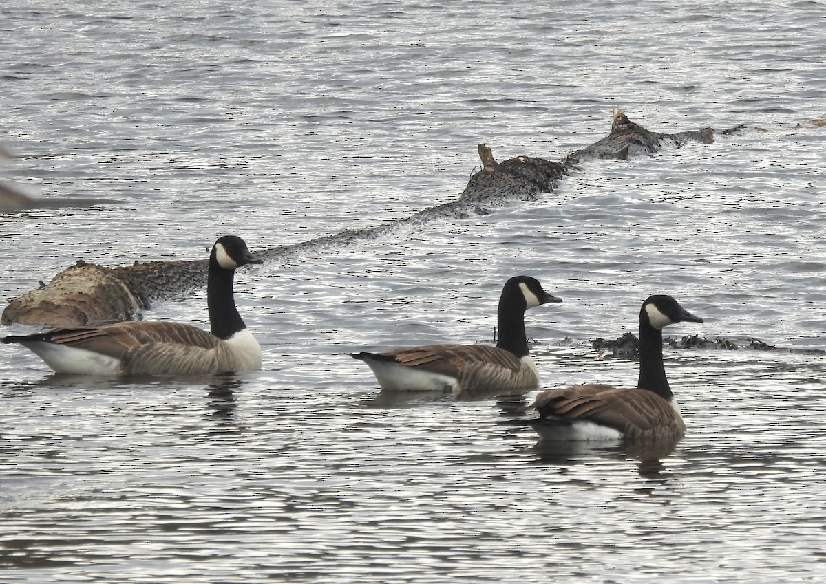 Canada Goose - Fernando Angulo - CORBIDI