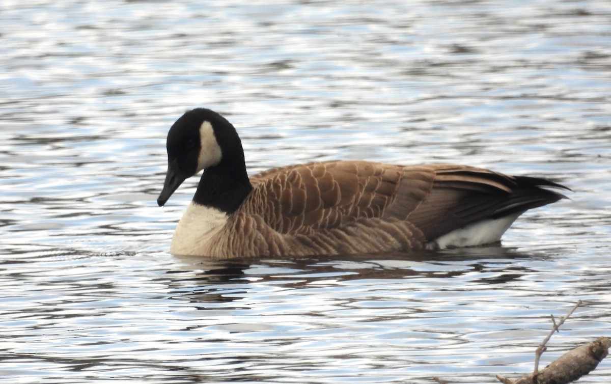 Canada Goose - ML537499261