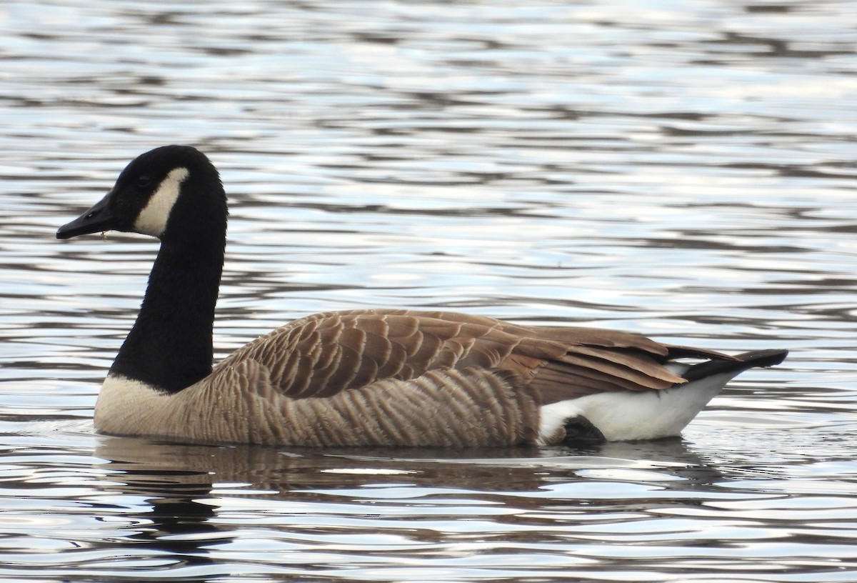 Canada Goose - Fernando Angulo - CORBIDI