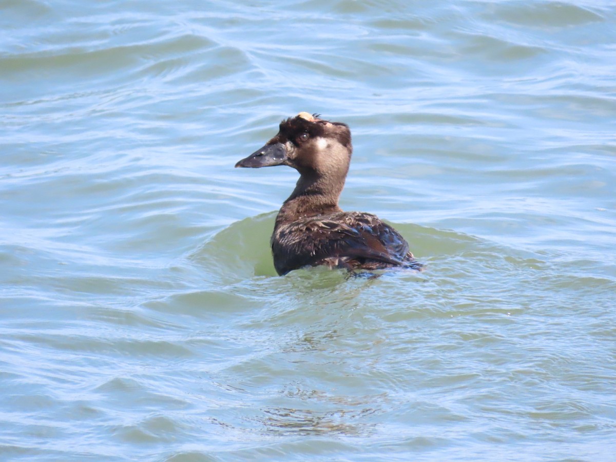 Surf Scoter - ML537499391