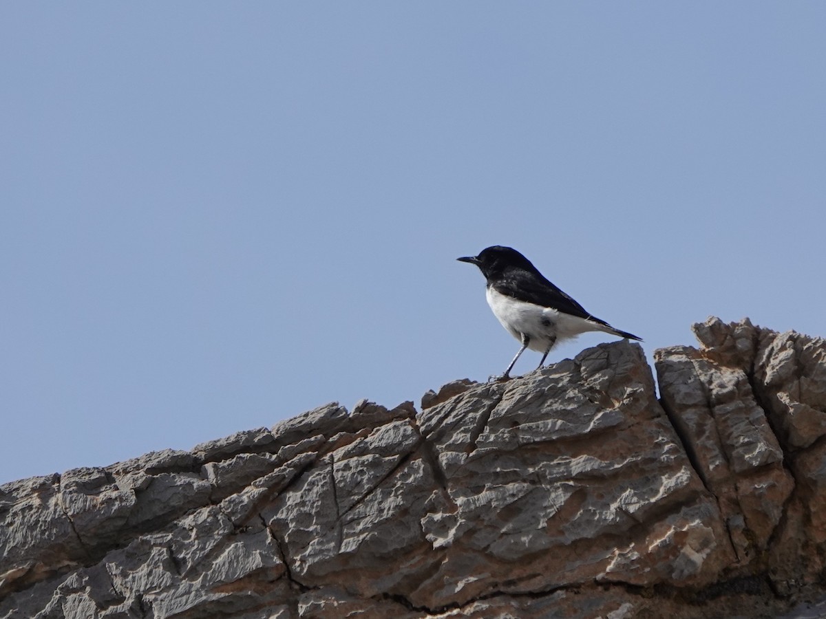 Hume's Wheatear - ML537499451