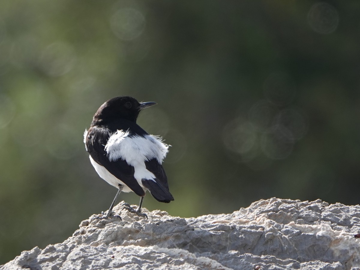 Hume's Wheatear - ML537499461