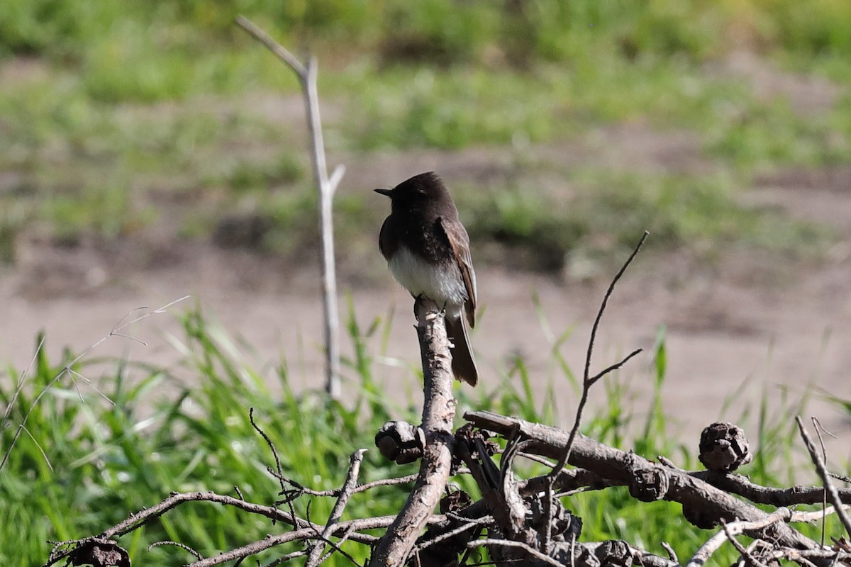 Black Phoebe - Mark Miller