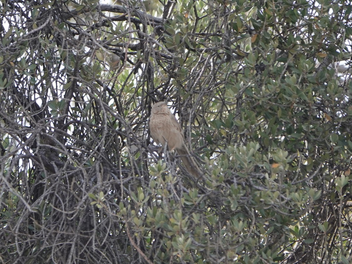 Arabian Babbler - ML537499591