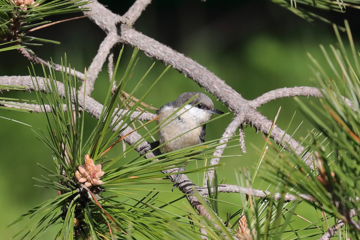 Pygmy Nuthatch - ML537499891