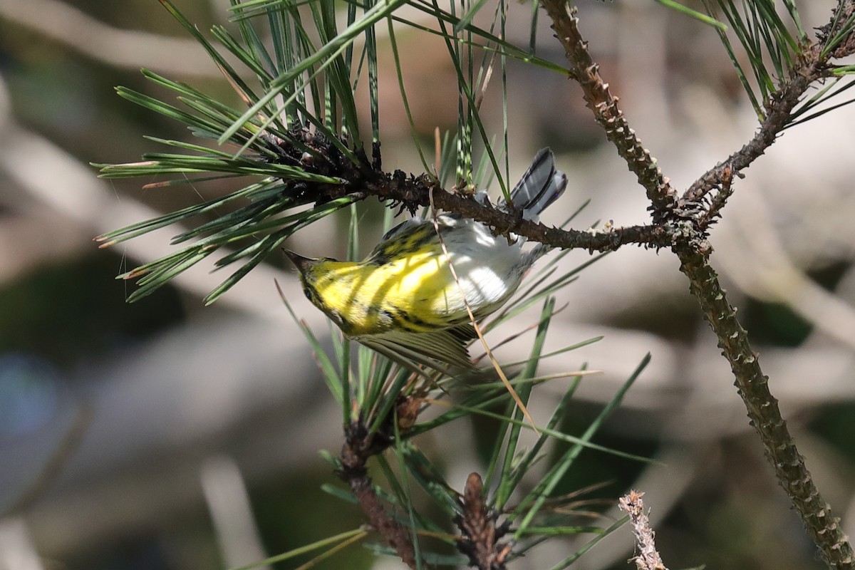 Townsend's Warbler - Mark Miller