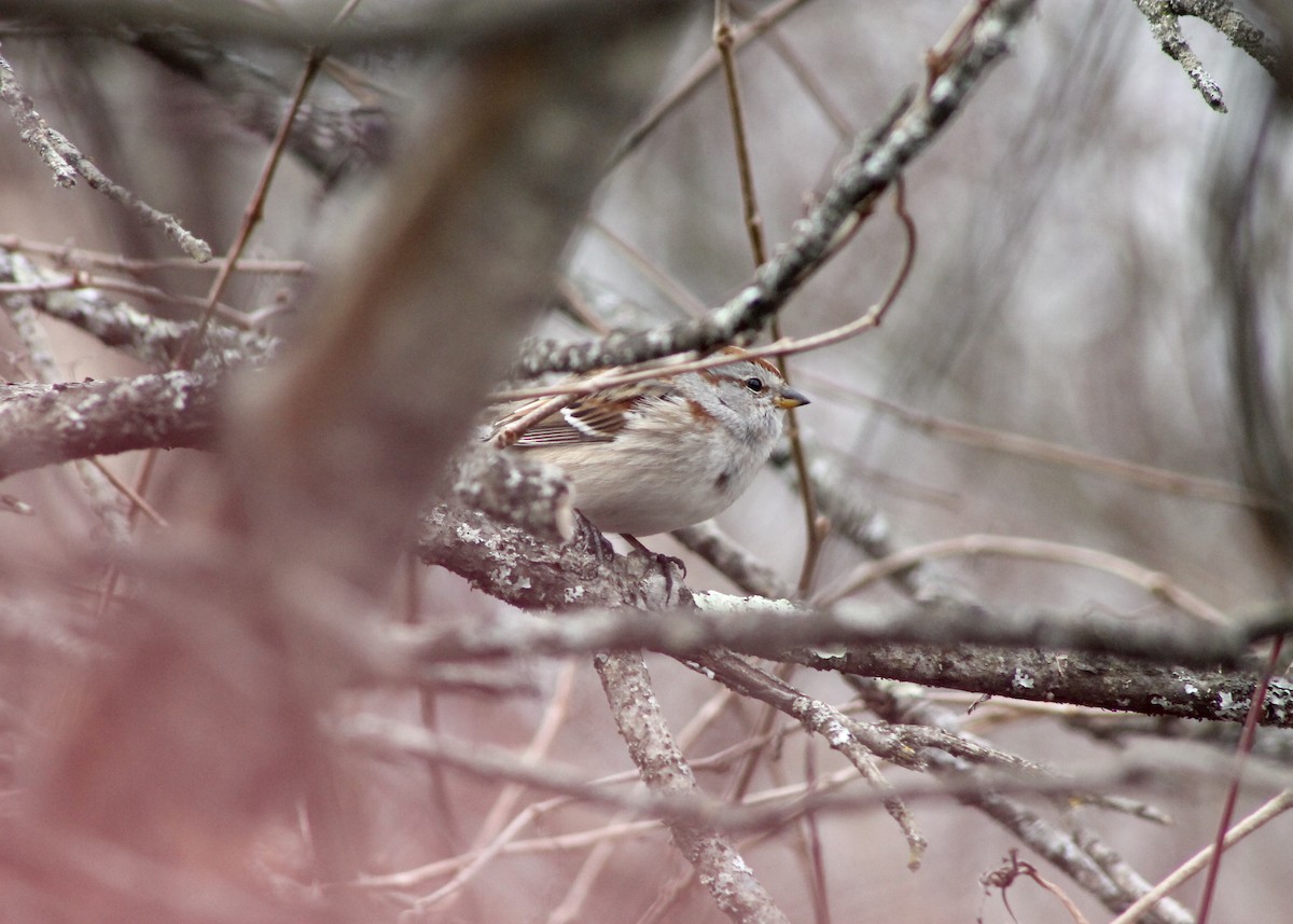 American Tree Sparrow - ML537500981