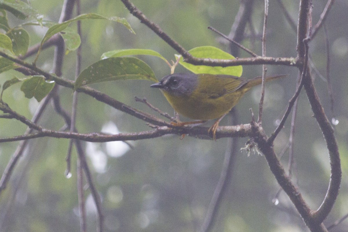 Gray-headed Warbler - Oswaldo Hernández Sánchez