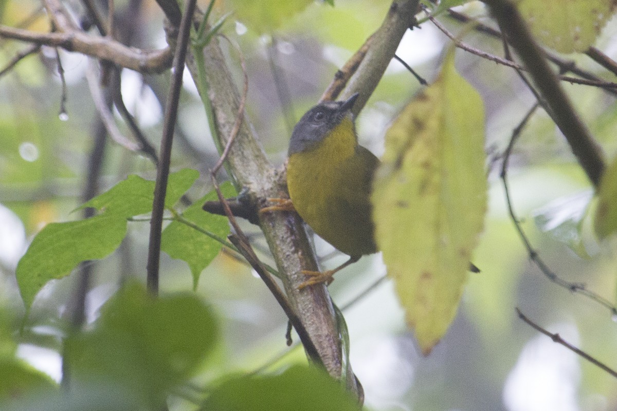 Gray-headed Warbler - Oswaldo Hernández Sánchez