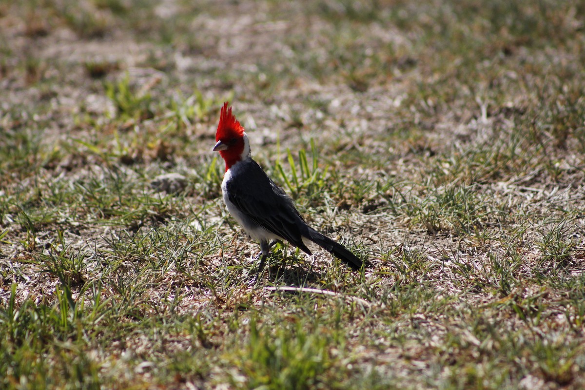 Red-crested Cardinal - Darío Campomanes