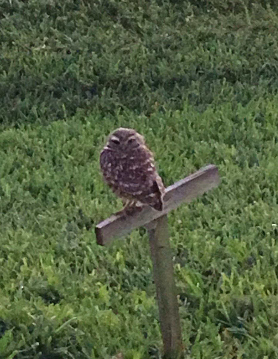 Burrowing Owl - ML53750201