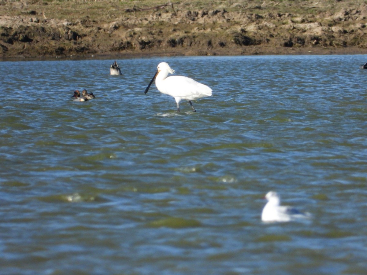 Eurasian Spoonbill - ML537506411