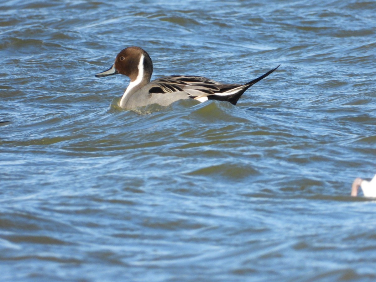 Northern Pintail - ML537506681